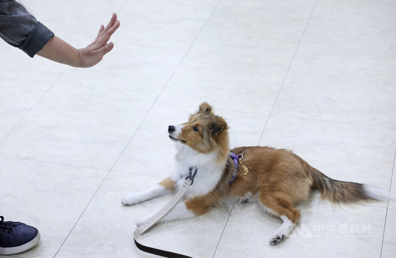 狗醫生協會課程內容包括人狗關係的建立、聽從指令動作，後期還會加上環境干擾。圖為學員與幼犬互動下指令。中央社記者裴禛攝 115年4月6日
