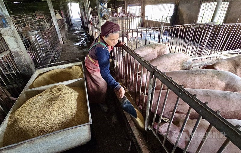 圖為高雄豬農以飼料投餵養豬場內豬群。（中央社檔案照片）