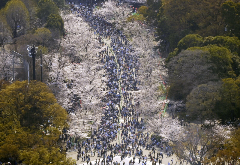 圖為東京上野公園賞櫻人潮。（共同社）
