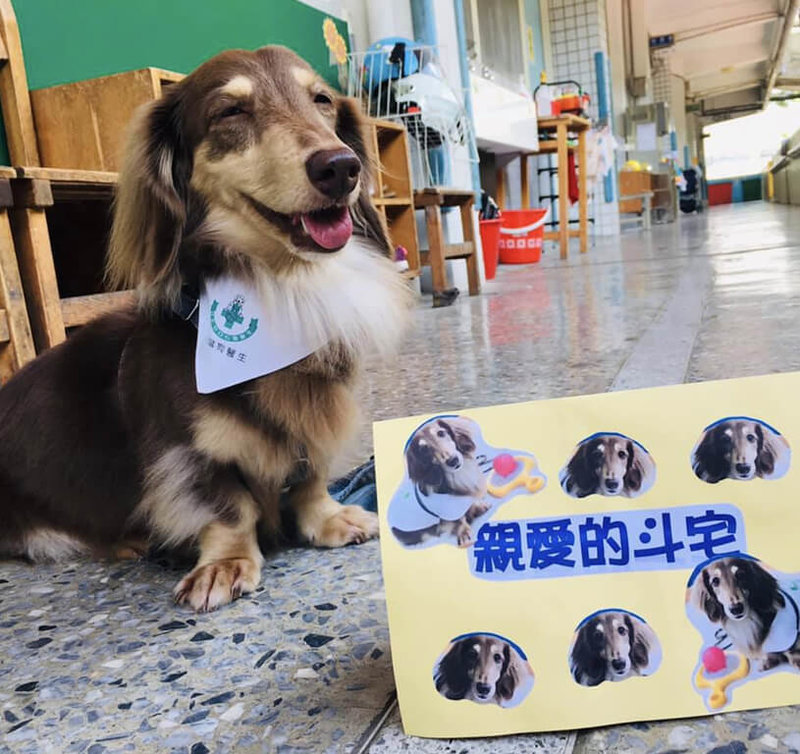 狗醫生資歷6年的斗宅（肚臍），服務足跡遍布各大醫院、學校、日照中心等，此為某次前往小學特教班服務課後所拍攝。（斗宅媽提供）中央社記者曾智怡傳真　115年4月6日