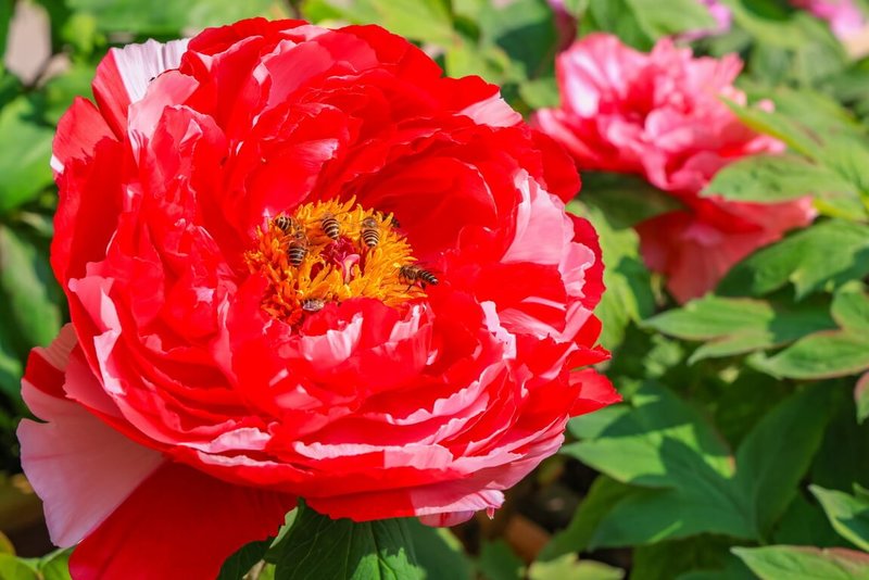 海拔約1600公尺的杉林溪森林生態渡假園區,栽植80多種、2萬株牡丹花,估開花到4月底。(杉林溪森林生態渡假園區提供)中央社記者蕭博陽傳真 115年4月7日