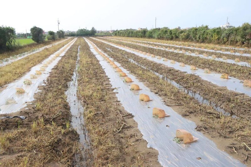 苗栗地區在清明連假期間發生豪雨,多處嚴重淹水,縣府7日表示,初估農損、設施及學校設備災後復舊等經費需求已逾新台幣4億2000萬元,地方經費不足部分,將統一由縣府呈報中央爭取補助。圖為後龍香瓜田受災情形。(苗栗縣政府提供)中央社記者管瑞平傳真 115年4月7日
