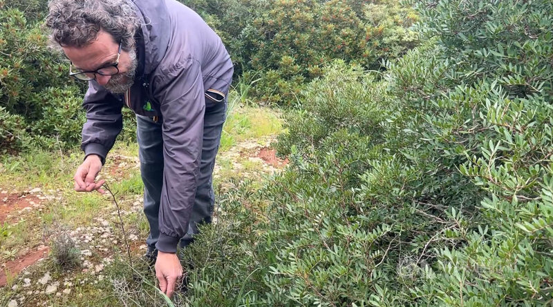 義大利南部薩倫托一帶因為過去生活貧窮，當地人習慣在郊外採集野菜、小蝸牛入菜，這樣的習慣迄今仍保留。圖為當地單車旅遊業者卡雄內（Carlo Cascione）示範採集野蘆筍。中央社記者黃雅詩薩倫托攝 115年4月7日