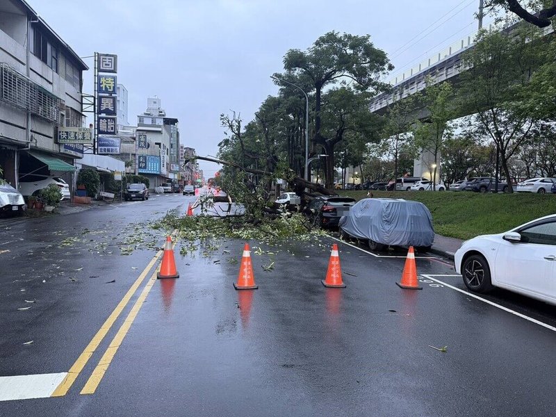 台中市北區南京東路與福樂街口的路樹，8日清晨突然倒塌，壓損1輛停放於路旁的自小客車，警方據報隨即派員前往處理，並通知市府排除倒塌路樹。（民眾提供）中央社記者郝雪卿傳真   115年4月8日