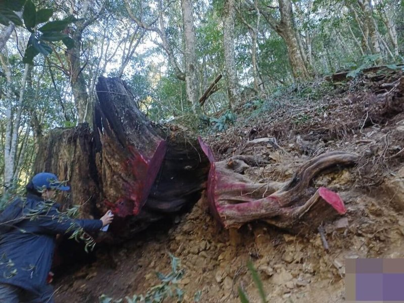 保七總隊第五大隊8日表示，年初接獲情資有不法人士由大雪山林道進入八仙山事業區第15林班地盜伐珍貴台灣扁柏，經調閱監視器影像及科技偵查，攔截圍捕吳姓犯嫌等3人，持續擴大偵辦中。（警方提供）中央社記者管瑞平傳真　115年4月8日