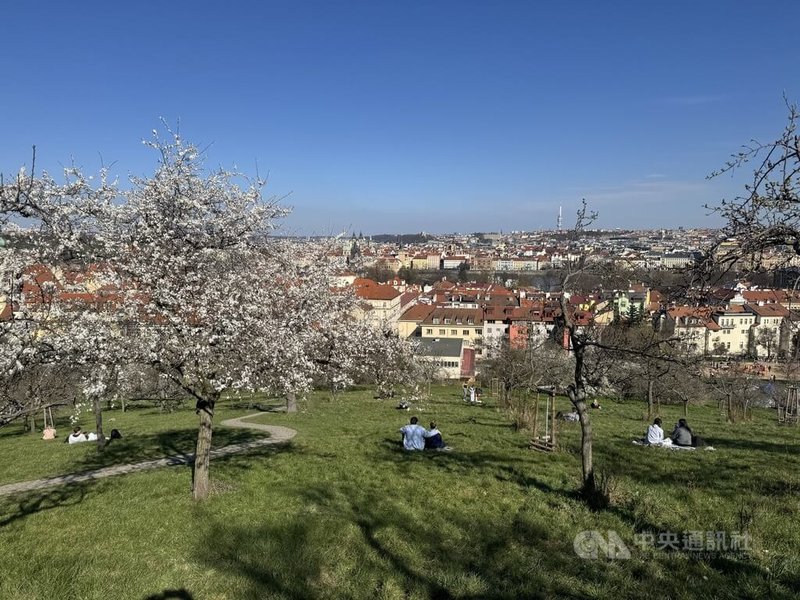 捷克長期以來為蜱蟲傳播疾病發生率較高的國家之一。今年第一季度，捷克醫療機構已通報超過1300例由蜱蟲傳播的萊姆病病例。專家警示，在城市綠地感染萊姆病的風險比森林還高，並建議民眾外出時穿長褲、避免直接坐草地。中央社記者劉郁葶布拉格攝　115年4月8日