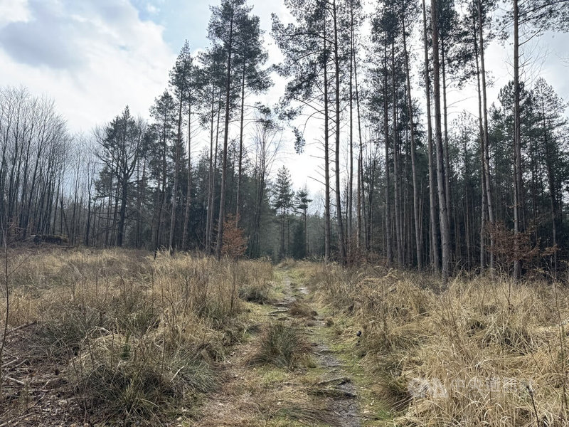 捷克今年第一季度，醫療機構已通報超過1300例由蜱蟲傳播的萊姆病病例。蜱蟲經常出現在森林與城市公園，自2月至3月開始活動，至夏季仍相當活躍。中央社記者劉郁葶布拉格攝　115年4月8日