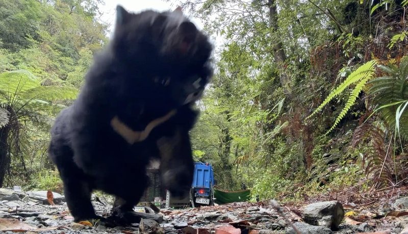 花蓮縣卓溪鄉太平村部落族人於114年3月,救傷1隻誤中套索陷阱的母熊。當地布農族人為母熊命名「烏莉」(Uli),經手術照顧後,8日順利野放。(林業保育署花蓮分署提供)中央社記者張祈傳真 115年4月8日