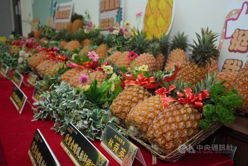 4月份是屏東金鑽鳳梨產季,屏東縣政府舉辦「115年屏東縣優質金鑽鳳梨評鑑」,從42組農民中,選出冠、亞、季軍及5名優勝,獲獎農民也將於11日前往台北希望廣場參加展售活動。中央社記者黃郁菁攝 115年4月9日