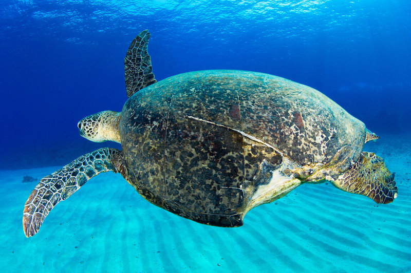 居住在小琉球海域的綠蠵龜「小破洞」曾2度被記錄到遭螺旋槳擊中重傷，中研院攜手公民科學團隊研究發現，牠首次受傷過了695天才記錄到傷口完全癒合，牠後來再遭螺旋槳打擊，也經歷500多天才恢復。（海龜點點名提供）中央社記者曾以寧傳真　115年4月9日