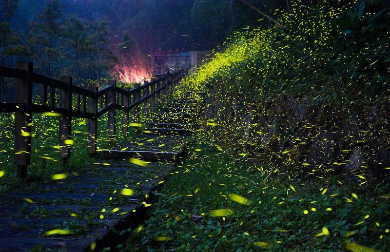 連日雨後，嘉義縣山區螢火蟲大爆發，攝影師洪年宏近日在竹崎鄉光華頂笨仔遊憩區拍下大量螢火蟲飛舞，形成夜間夢幻美景。（洪年宏提供）中央社記者蔡智明傳真　115年4月9日