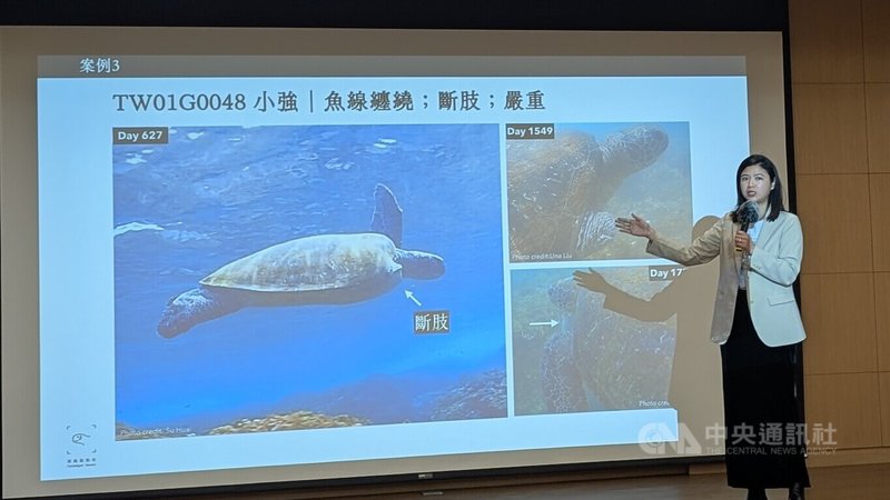 中研院團隊攜手公民科學家及海生館研究小琉球海龜受傷到復原情形，記錄下綠蠵龜「小強」在前肢遭魚線纏繞後，傷口嚴重腫脹潰爛，於627天後發現傷處自行斷肢。中央社記者曾以寧攝　115年4月9日