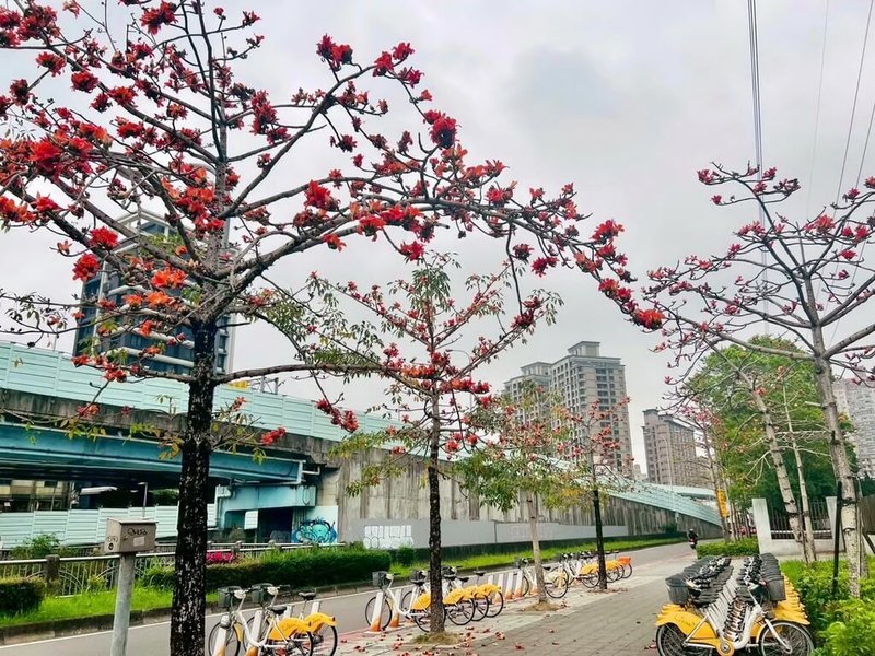 新北市木棉花正盛開，中和區錦和高中旁木棉花已開出8至9成，市府景觀處10日表示，花期將屆，民眾宜保握花期賞花。（新北市政府景觀處提供）中央社記者黃旭昇傳真  115年4月10日