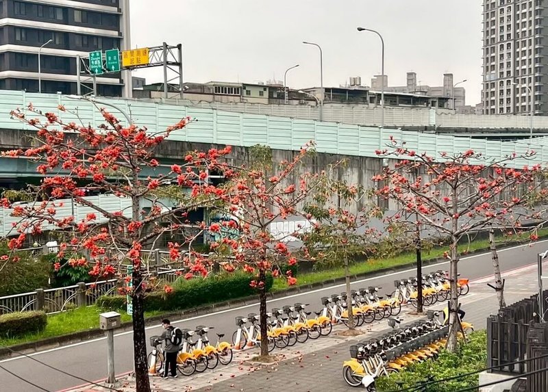 新北市政府景觀處10日表示，木棉樹幹直立、通直，主幹有瘤刺，枝條成水平輪生開展，花大呈肉質，顏色呈橘紅或橙黃色，最佳觀賞期通常在3月下旬至4月上旬。圖為中和區錦和高中旁木棉花，已開出8至9成。（新北市政府景觀處提供）中央社記者黃旭昇傳真  115年4月10日