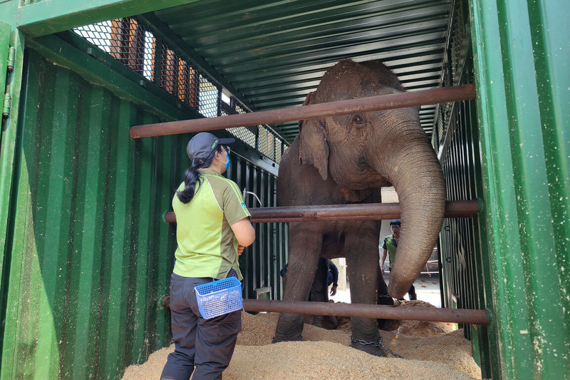 台北市立動物園亞洲象「友信」和「友愷」10日正式搬家到非洲動物區，園方表示，兩頭大象將先適應環境，遊客想看得再等等。（台北市立動物園提供）中央社記者陳昱婷傳真　115年4月10日