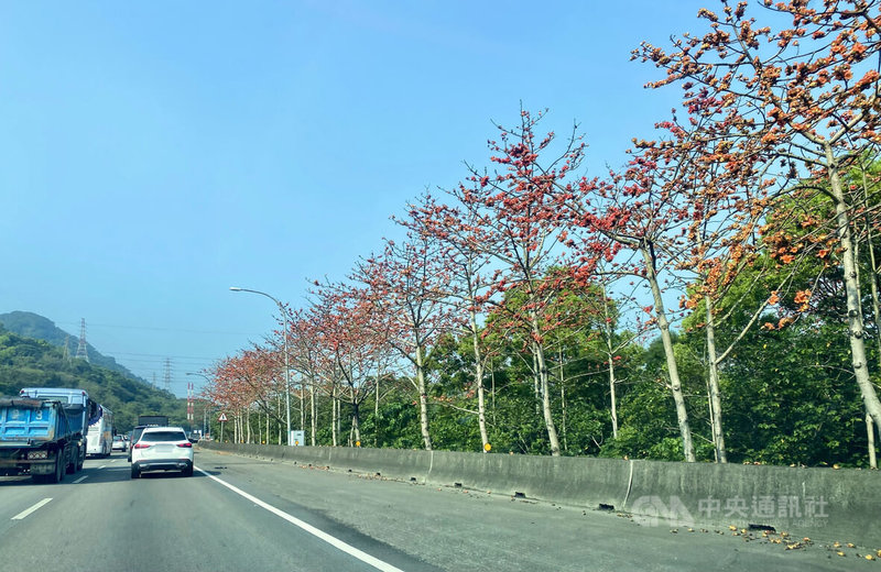 新北市政府景觀處10日表示，隨氣溫回升，河濱公園、校園及道路旁木棉花陸續綻放，橘紅色花朵在藍天映襯下格外醒目；圖為國道3號三峽交流道周邊木棉花綻放。中央社記者黃旭昇攝  115年4月10日