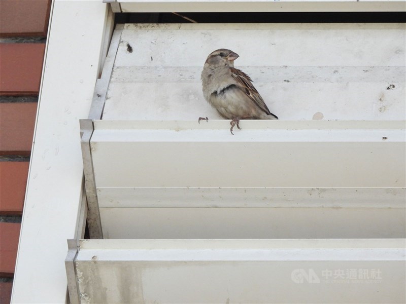 圖為家麻雀雌鳥。(中央社檔案照片)