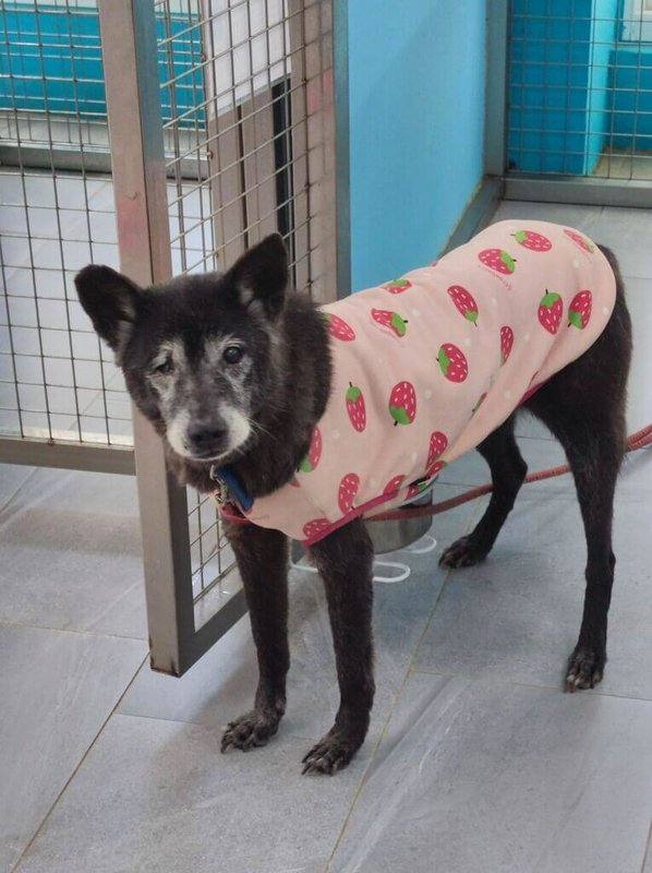 新北市動保處推出長照動物認養支持措施，凡認養名單內年長、殘疾或患慢性病的毛孩，可享終身免費醫療照護。圖為中和動物之家的LILI。（新北動保處提供）中央社記者曹亞沿傳真　115年4月10日