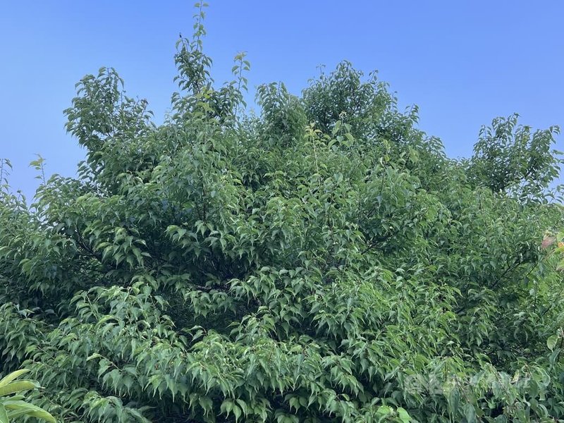 受到去年颱風影響，又碰上春節過後乾旱，往年果實纍纍的梅子樹，今年幾乎看不到青梅。立委陳瑩表示，農業部已啟動對台東7鄉鎮現金救助和低利貸款，提醒受損農民把握時效申請。中央社記者盧太城台東攝 115年4月11日