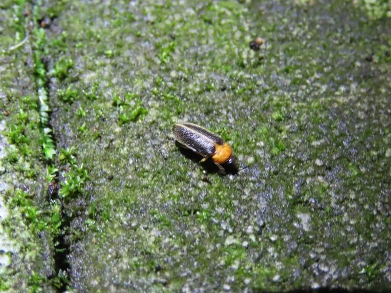 桃園北橫賞螢季預計4月中旬登場，桃園市觀旅局12日發布「2026北橫賞螢地圖」，調查北橫一帶螢火蟲棲地並整合周邊地標導引，歡迎民眾前來遊賞。（桃園市政府觀光旅遊局提供）中央社記者吳睿騏桃園傳真　115年4月12日