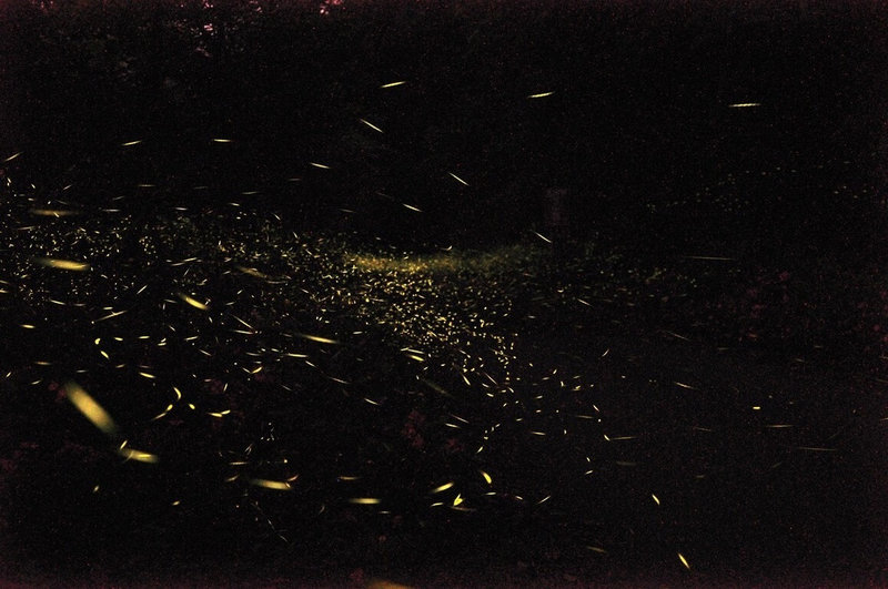 桃園北橫賞螢季預計在4月中旬登場，桃園市政府觀光旅遊局表示，桃園北橫一帶生態環境優越、低污染，從大溪區延伸至復興區都能尋獲螢火蟲蹤跡。（桃園市政府觀光旅遊局提供）中央社記者吳睿騏桃園傳真　115年4月12日