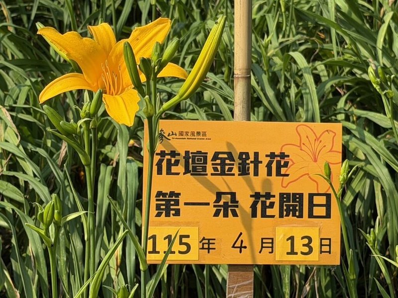 彰化縣虎山巖金針花13日開出16朵「首日花」，預計4月底至5月初迎來30萬朵齊放美景，花期估持續至6月。（參山國家風景區管理處提供）中央社記者蕭博陽彰化縣傳真　115年4月13日