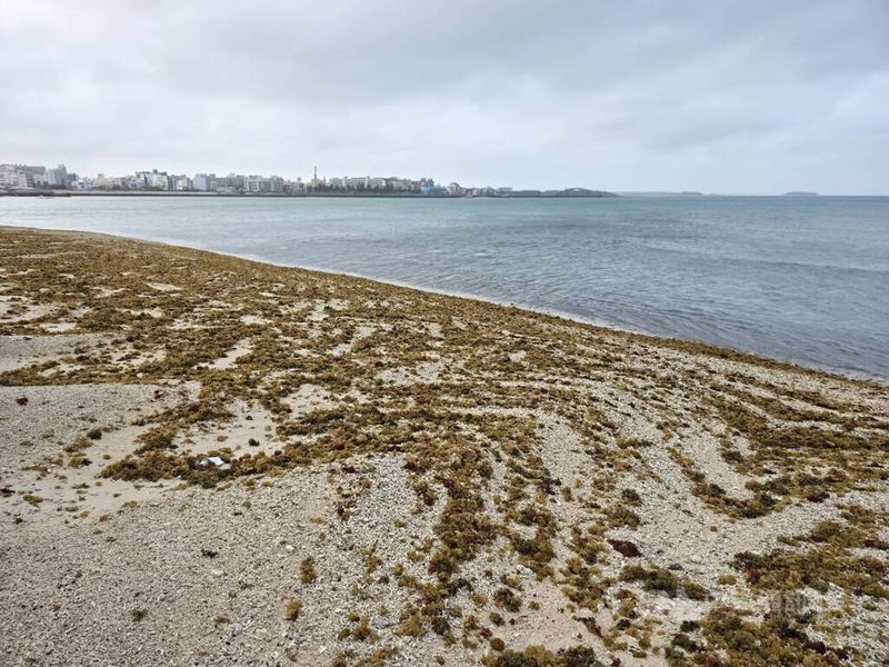 澎湖沿岸沙際，最近隨著海水的漲退潮，布滿著脫落的綠、褐及紅色的各式海藻，增添不同以往的風貌。中央社   115年4月14日