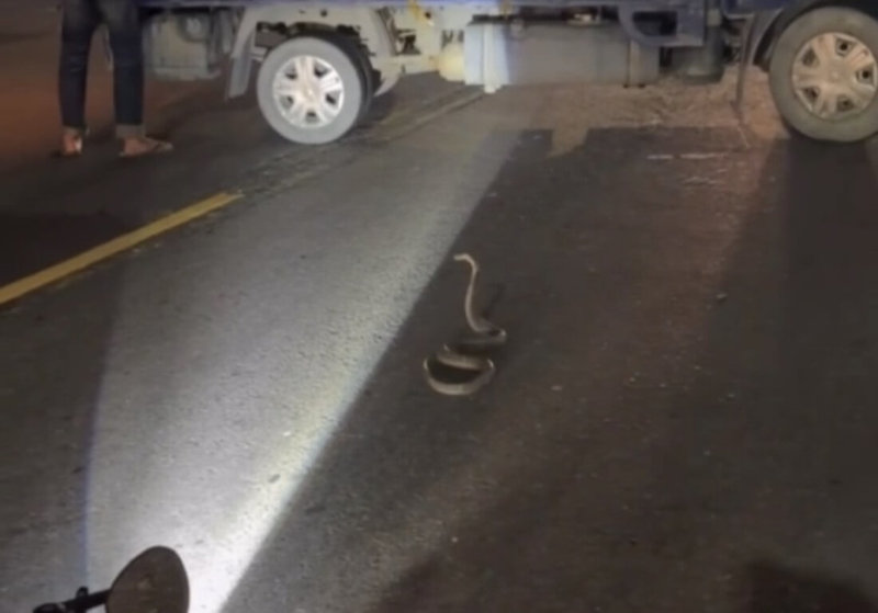 高雄鳳山13日晚間發生動物闖入交通事故，陳姓男子騎車行經南華路時，因發現路面出現一條眼鏡蛇煞車閃避，致後方機車追撞，所幸2人僅受輕傷；後續已由市府農業局派員到場捕捉，將蛇帶離。（高雄鳳山警分局提供）中央社記者洪學廣傳真　115年4月14日