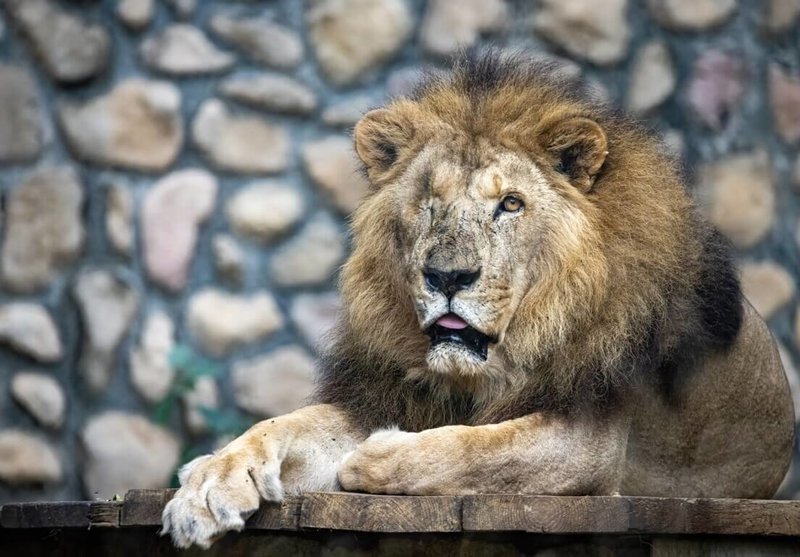 高雄壽山動物園深受遊客喜愛的非洲獅「二哥」，13日在保育員與醫療團隊陪伴下離世。（高雄市觀光局提供）中央社記者蔡孟妤傳真　115年4月14日