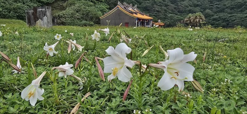 位於宜蘭外海的龜山島已進入島上百合花開花季節，花期到4月底，交通部觀光署東北角及宜蘭海岸國家風景區管理處歡迎遊客登島賞花。（東北角風管處提供）中央社記者沈如峰宜蘭縣傳真　115年4月14日