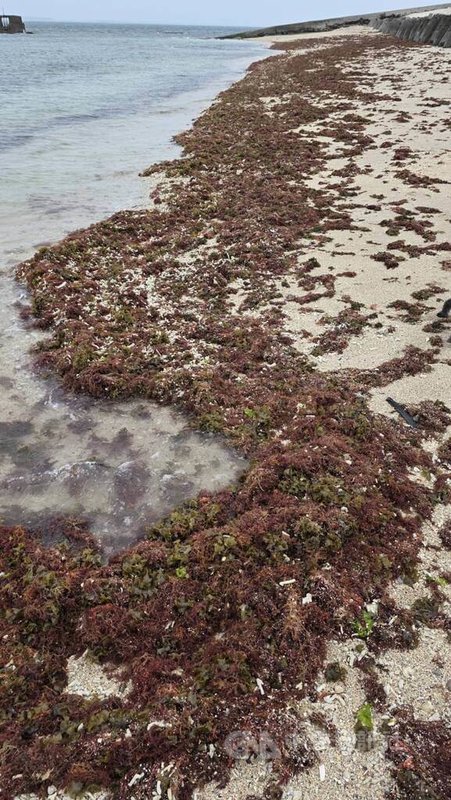澎湖沿岸沙際，最近隨著海水的漲退潮，布滿著脫落的綠、褐及紅色的各式海藻，為海岸線增添多彩繽紛。中央社   115年4月14日
