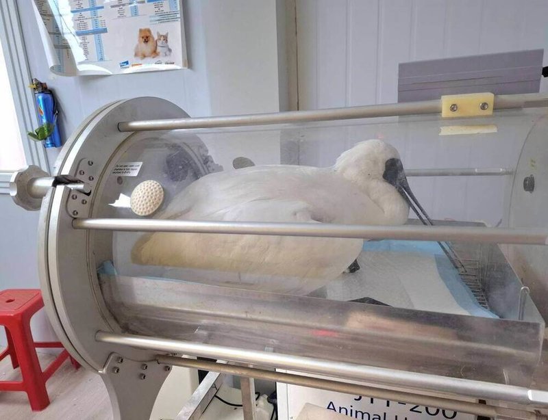 苗栗縣後龍鎮海岸日前救傷1隻保育類黑面琵鷺,嘴喙及腳部遭魚線纏繞,疑因多日未進食、緊迫,送醫後身體狀況明顯衰竭,最終救治失敗死亡。(苗栗縣政府提供)中央社記者管瑞平傳真 115年4月15日