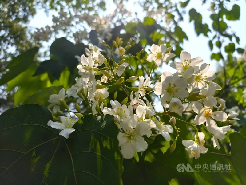 迎接「五月雪」，苗栗境內多處山林已有桐花綻放，縣府18日起推出2026苗栗桐花祭系列活動，邀請民眾造訪苗栗山林欣賞雪白桐花，體驗客庄人文風情。中央社記者管瑞平攝　115年4月15日