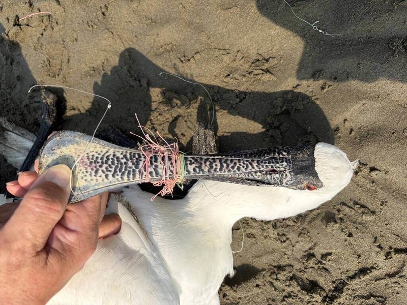 苗栗縣政府農業處15日表示，後龍鎮海岸日前發現1隻保育類黑面琵鷺，嘴喙及腳部遭魚線纏繞，奄奄一息，經送醫救治仍死亡。（苗栗縣政府提供）中央社記者管瑞平傳真　115年4月15日