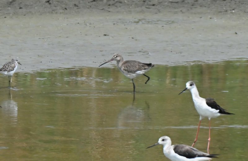 高雄茄萣濕地候鳥生態進入季節轉換期，冬候鳥黑面琵鷺等陸續北返，同時也迎來一批春季過境水鳥。（高雄市工務局提供）中央社記者蔡孟妤傳真　115年4月15日
