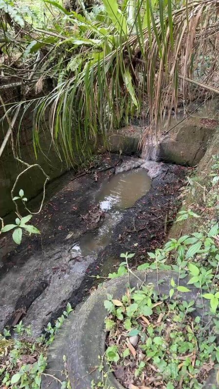 阿里山國家風景區內重要觀光據點奮起湖，假日遊客量可達數千人次，但當地污水處理系統不足，旱季易因大量污水造成溝渠發臭，損及遊客觀光體驗也影響居民生活。（陳冠廷提供）中央社記者蔡智明傳真　115年4月15日