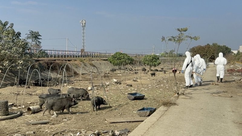 嘉義縣新港鄉林姓農民承租農地養豬，並以廚餘飼養豬隻，且未設置圍籬導致豬隻逃逸，經多次規勸仍未改善，16日家畜所依法裁處重罰新台幣346萬元。（嘉縣家畜所提供）中央社記者蔡智明傳真 115年4月16日