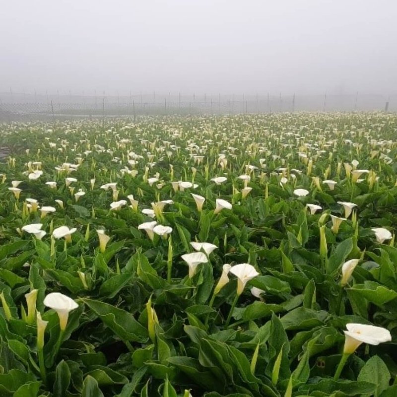 陽明山的海芋將進入盛開階段，4月底前為花況最美時刻，台北市產業發展局建議民眾可把握週末上山賞花。（產發局提供）中央社記者劉建邦傳真　115年4月17日