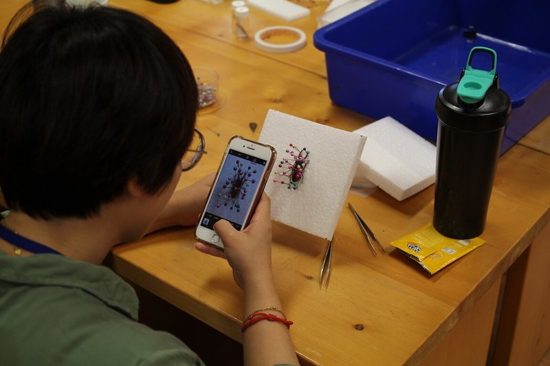 農業部林業及自然保育署南投分署奧萬大自然教育中心，5月辦理昆蟲調查與標本製作研習班，包含專業講座、野外實作、夜間生態觀察等。圖為使用園內遭「窗殺」昆蟲製作標本。（林業及自然保育署南投分署提供）中央社記者蕭博陽南投縣傳真　115年4月17日