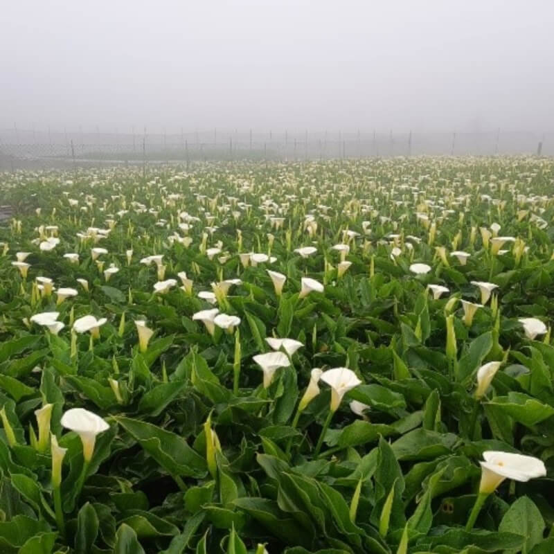 陽明山的海芋將進入盛開階段，4月底前為花況最美時刻，台北市產業發展局建議民眾可把握週末上山賞花。（產發局提供）中央社記者劉建邦傳真　115年4月17日