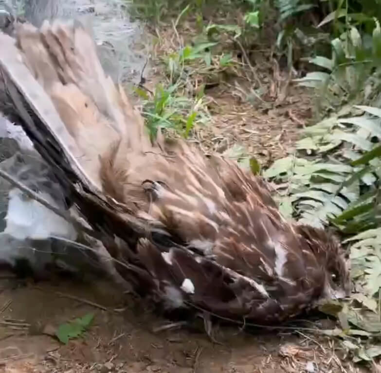 基隆動保所日前在暖暖山區查獲大型非法鳥網，有12隻鳥禽掛網，其中保育類黑鳶（圖）一度被認為氣絕，卻突然對人員眨眼，展現強韌生機，目前已送往台灣猛禽研究會接受專業照護。（基隆市動物保護防疫所提供）中央社記者王朝鈺傳真　115年4月17日