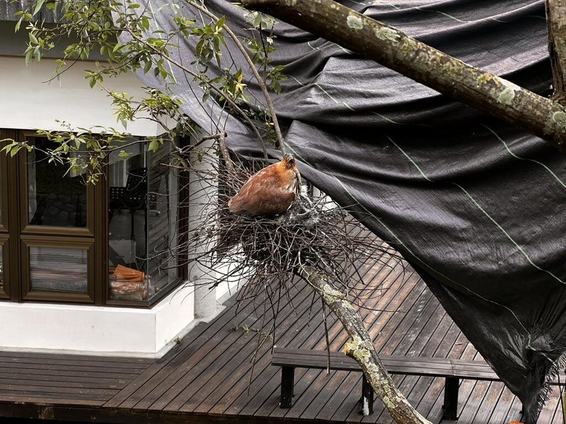 一對黑冠麻鷺在宜蘭縣吳沙國中的樹上築巢繁殖，但17日遭工人騷擾，持續修剪靠近巢位的枝條，引發撻伐。校方獲報後對外致歉，並以黑帆布遮蔽鳥巢，暫時降低對鳥類干擾。（宜蘭縣政府提供）中央社記者沈如峰宜蘭縣傳真 115年4月18日