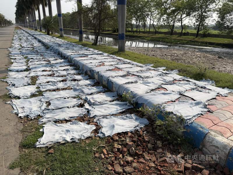 印度加爾各答班塔拉許多製皮業者，將用化學藥劑處理過的皮革露天曝曬，使得當地隨處可聞到刺鼻的異味。中央社記者李晉緯加爾各答攝　115年4月18日