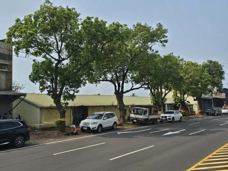 新竹市政府表示，中華路六段142號旁5棵樟樹因樹根隆起，並有白蟻危害等問題，影響通行安全，20日起啟動風險木移除作業。（新竹市政府提供）中央社記者郭宣彣傳真　115年4月19日
