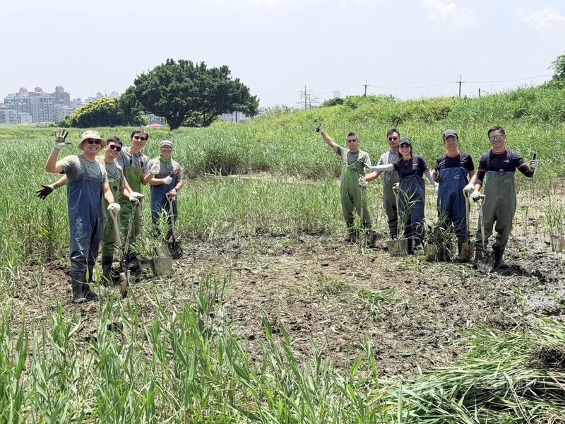 星展銀行（台灣）倡議打造北台灣首座國際級濕地，20日舉行記者會，透過人力挖除蘆葦，讓原本長滿蘆葦的區域恢復成灘地樣貌。中央社記者呂晏慈攝　115年4月20日
