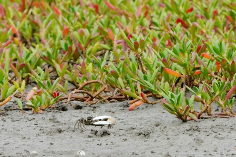 新竹香山濕地海馬齒近年快速擴張並出現陸化傾向，造成台灣特有種台灣旱招潮生存威脅，新竹市政府20日表示，與清華大學共在香山濕地移除海馬齒，盼恢復開闊泥灘環境，促進族群回復。（新竹市政府提供）中央社記者郭宣彣傳真　115年4月20日