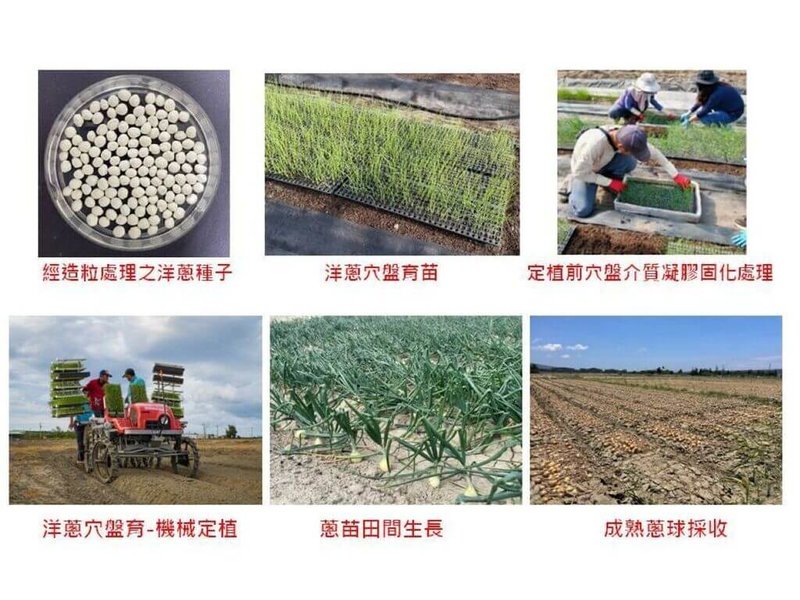 農業部種苗改良繁殖場研發洋蔥育苗新技術，經產區試驗，證實發芽率可提升至8成以上。（種苗場提供）中央社記者汪淑芬傳真　115年4月21日