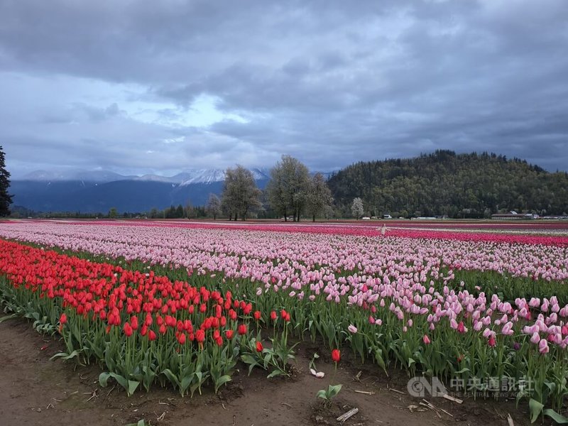 哈里森鬱金香節（Harrison Tulip Festival）是加拿大最大的鬱金香節，白雪皚皚的山腳下可見1400萬株色彩斑斕的鬱金香織錦。中央社記者程愛芬溫哥華攝　115年4月21日