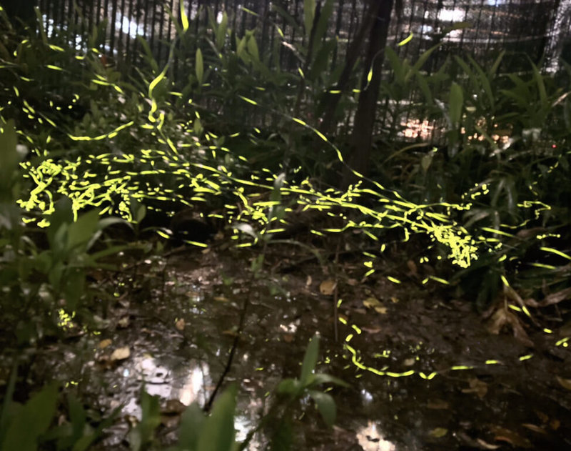 台北市教育局分享環教中心辦理夜探北市僅存的古濕地馬明潭觀賞螢火蟲的活動，在市區就能深度體驗生態、習得知識，活動至5月3日止，籲請市民把握。（台北市教育局提供）中央社記者楊淑閔傳真　115年4月21日