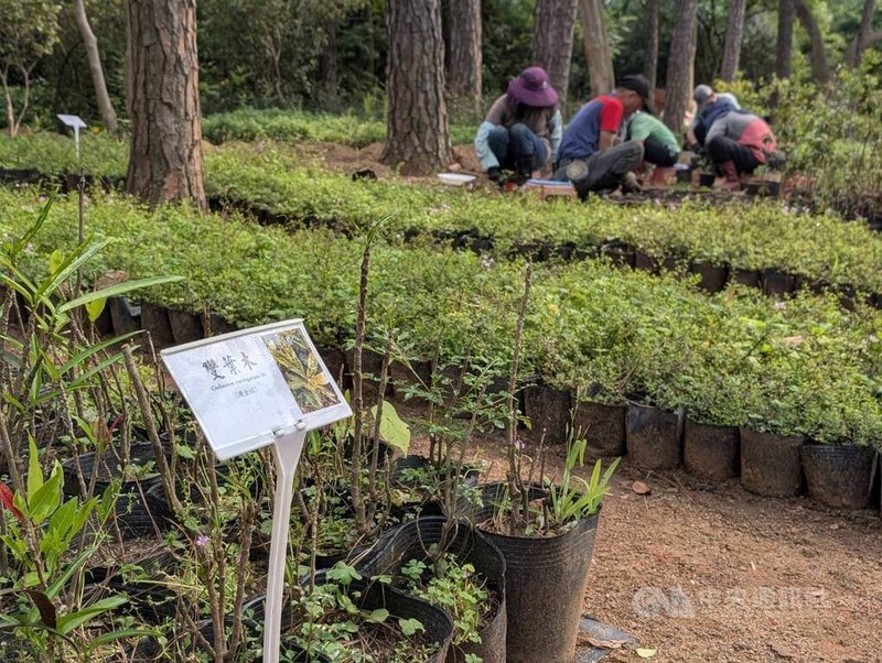 金門國家公園管理處中山林苗圃每年培育樟樹、烏桕等約30種原生植物，提供約8000株苗木，支應園區植樹造林、社區美化、棲地復育及企業ESG植樹專案等多元需求。中央社記者吳玟嶸攝　115年4月22日